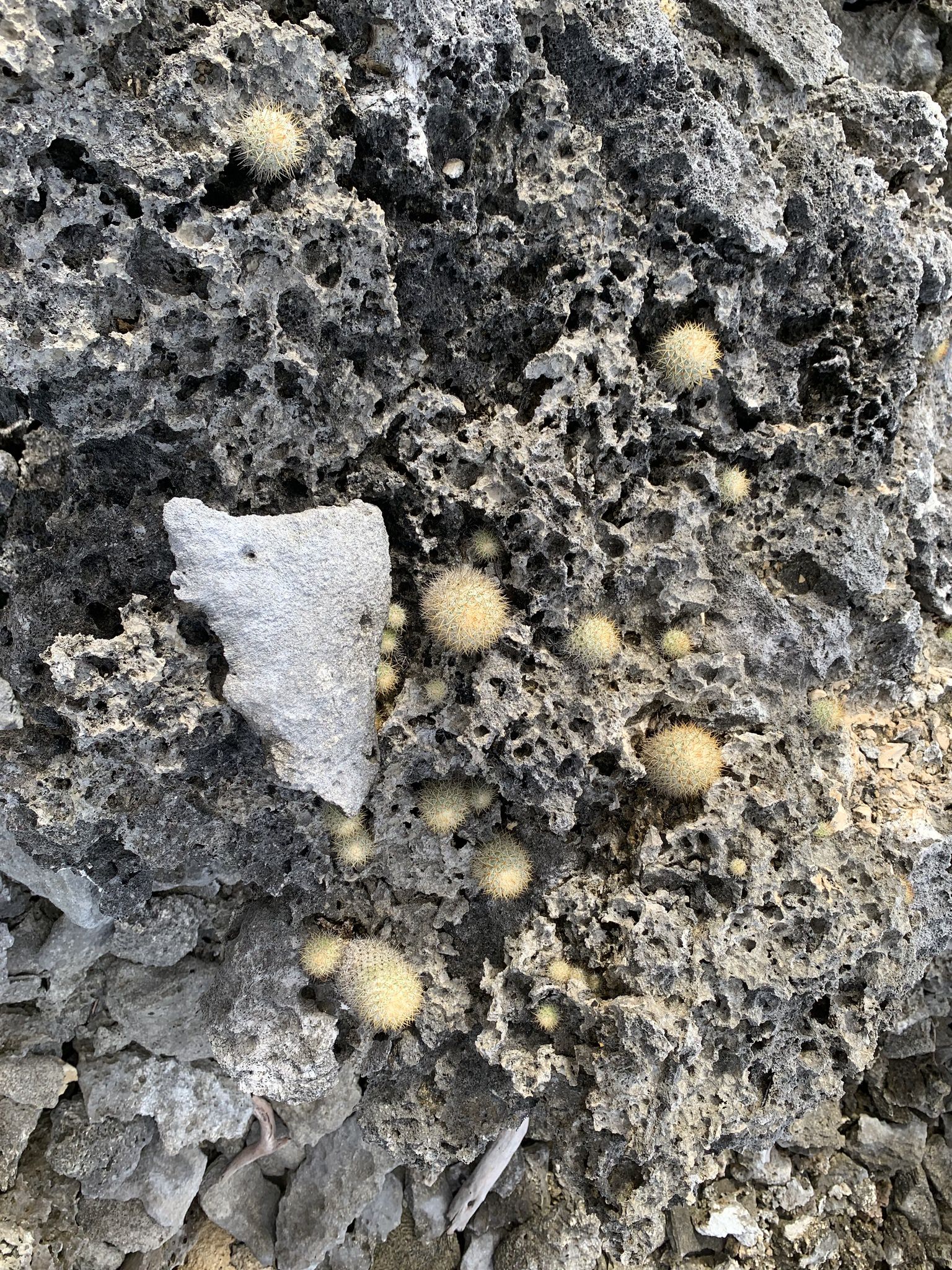 Mammillaria columbiana 